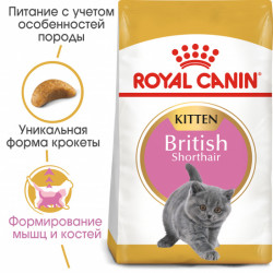 Royal Canin British Shorthair Kitten