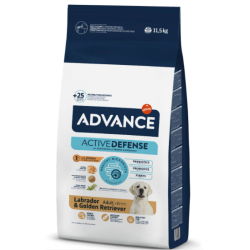 Advance Labrador Retriever