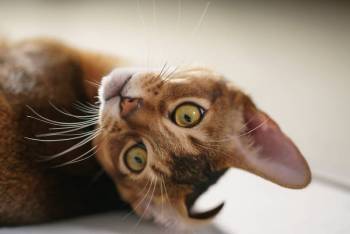 abisin_cat_4.jpg