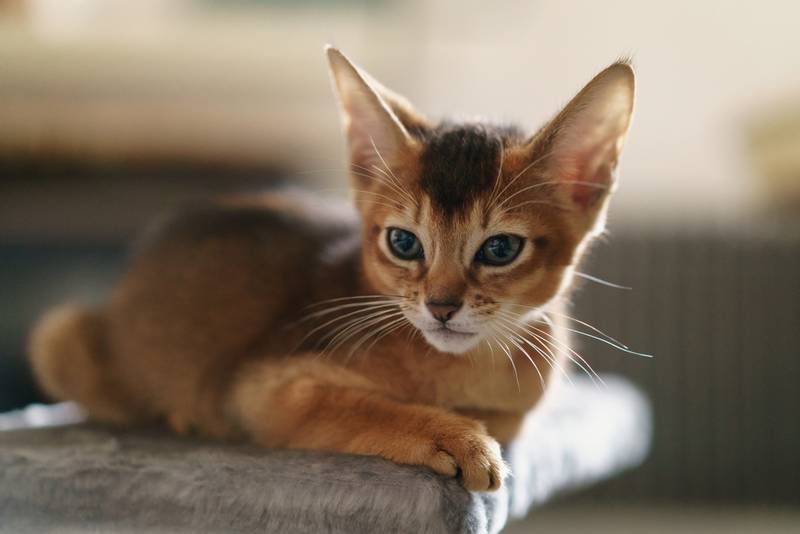 abisin_cat_3.jpg