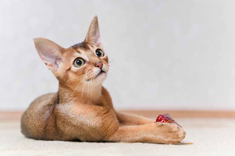 abisin_cat_6.jpg